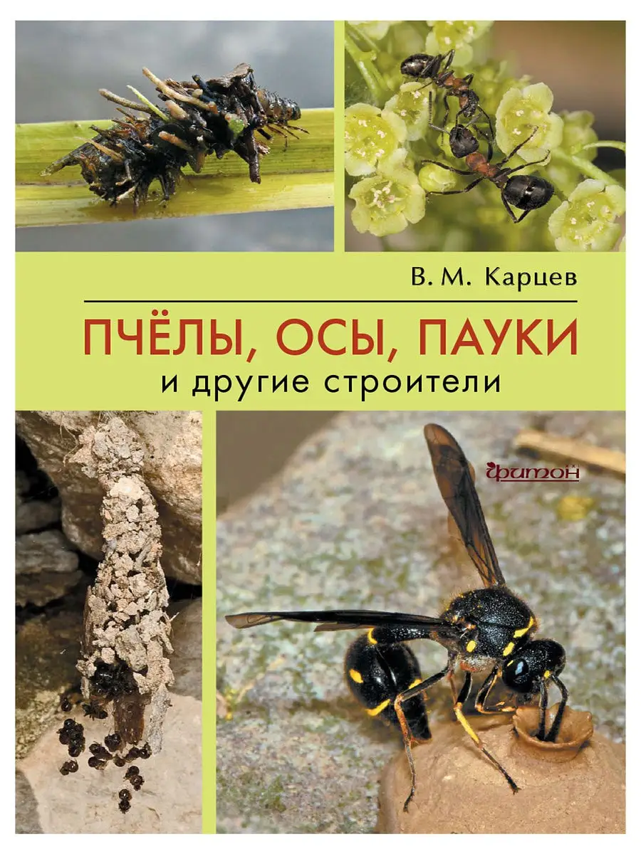 Пчёлы, осы, пауки и другие строители Фитон ХХI купить по цене 32,04 р. в  интернет-магазине Wildberries в Беларуси | 12076614