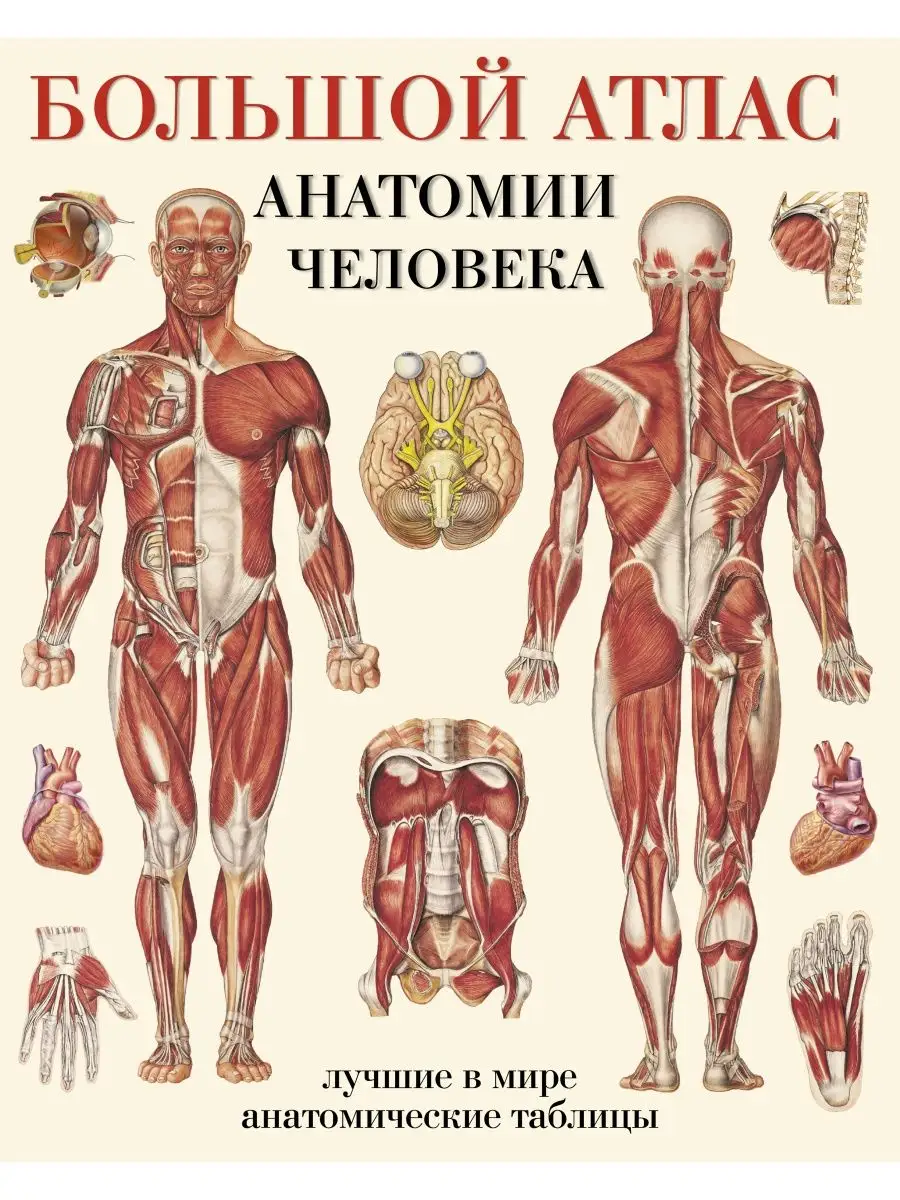 Большой атлас анатомии человека Издательство АСТ купить по цене 109 900 сум  в интернет-магазине Wildberries в Узбекистане | 2149584