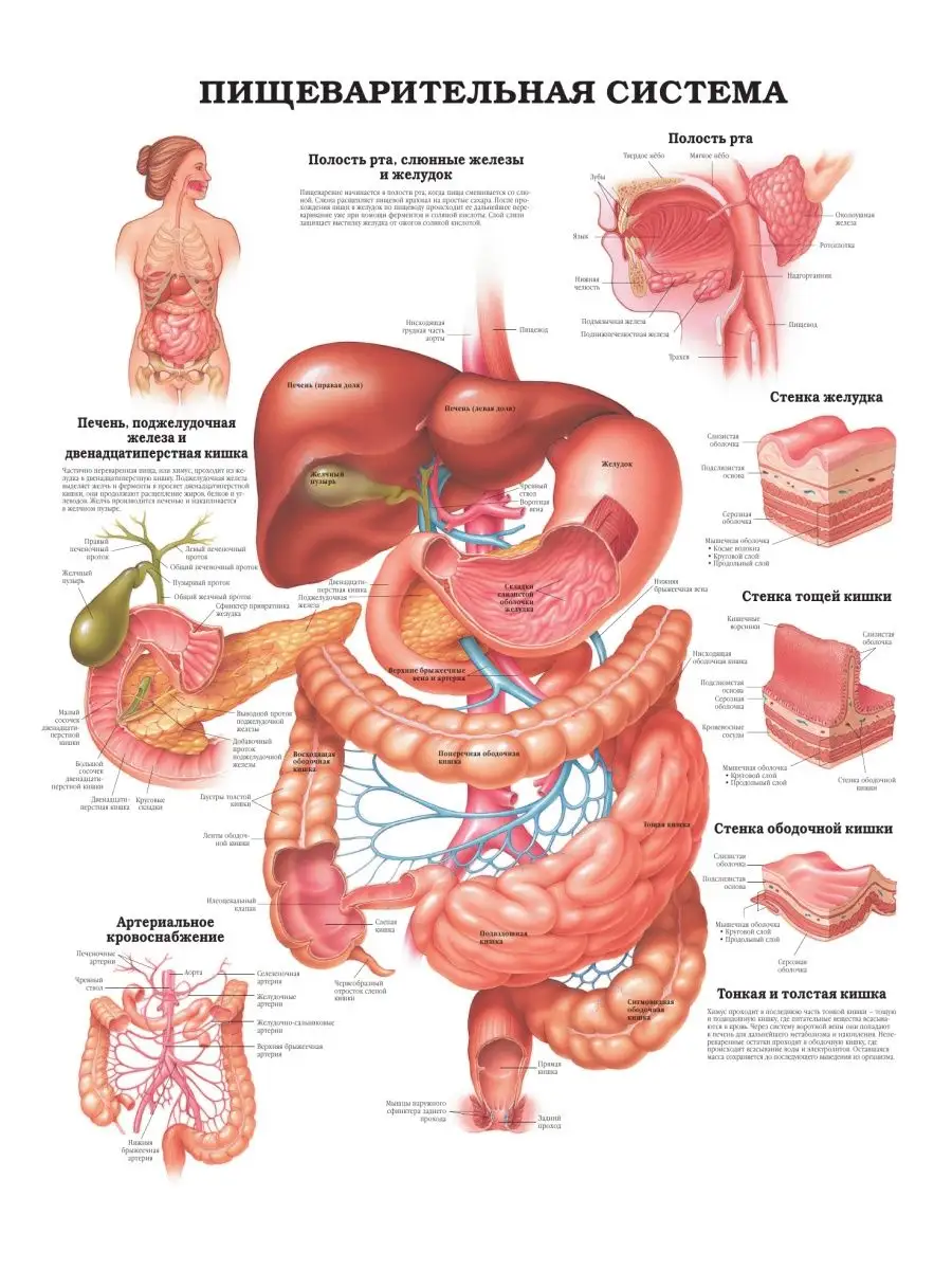 Медицинский атлас по анатомии человека в картинках внутренние органы