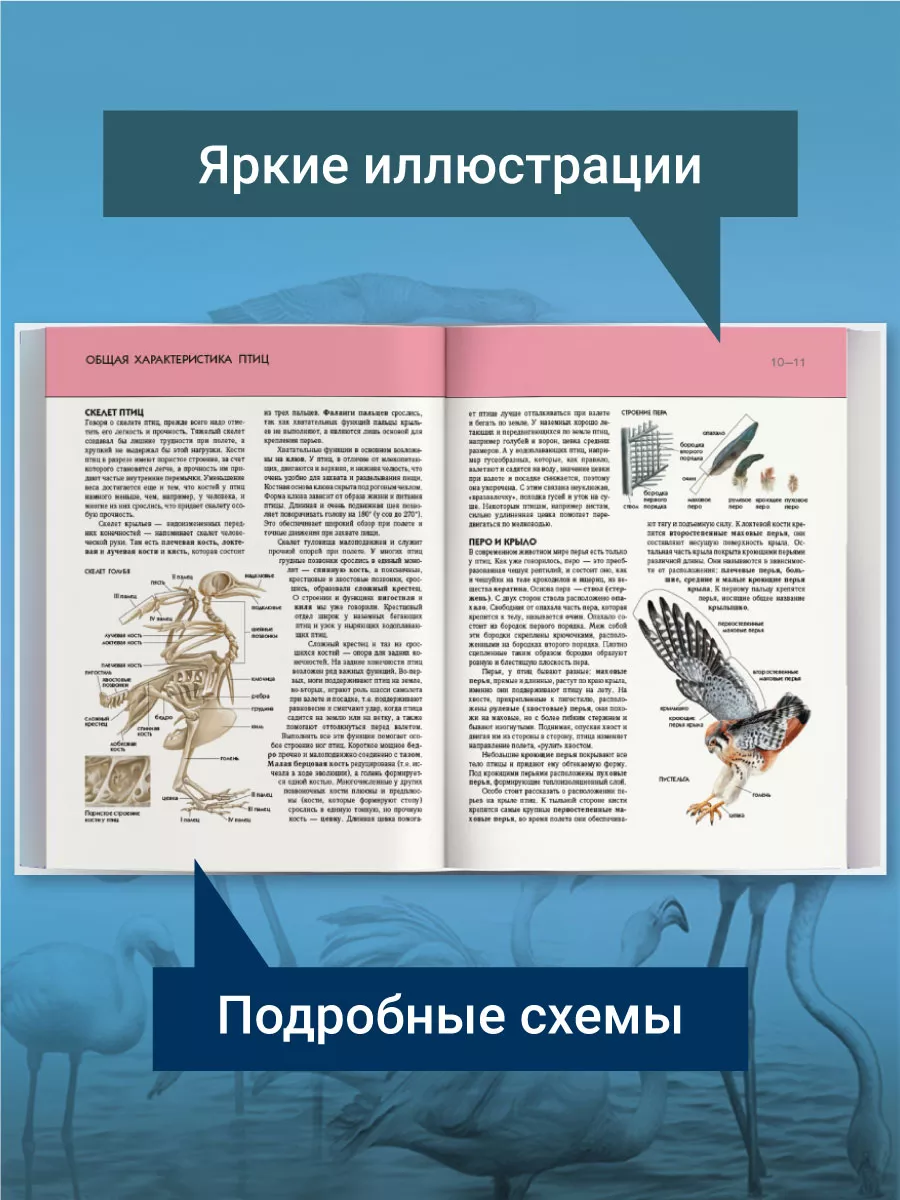 Птицы. Полная энциклопедия Эксмо купить по цене 153 100 сум в  интернет-магазине Wildberries в Узбекистане | 2286892