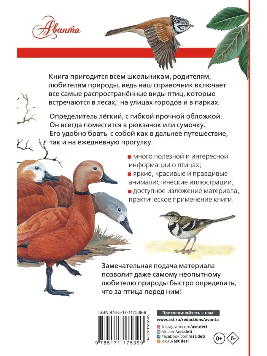 Птицы России Лучший определитель Издательство АСТ купить по цене 391 ₽ в  интернет-магазине Wildberries | 9250119